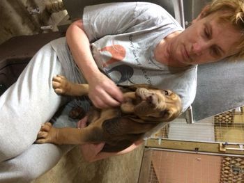 Black Ribbon Male 7 weeks old 11/28/15
