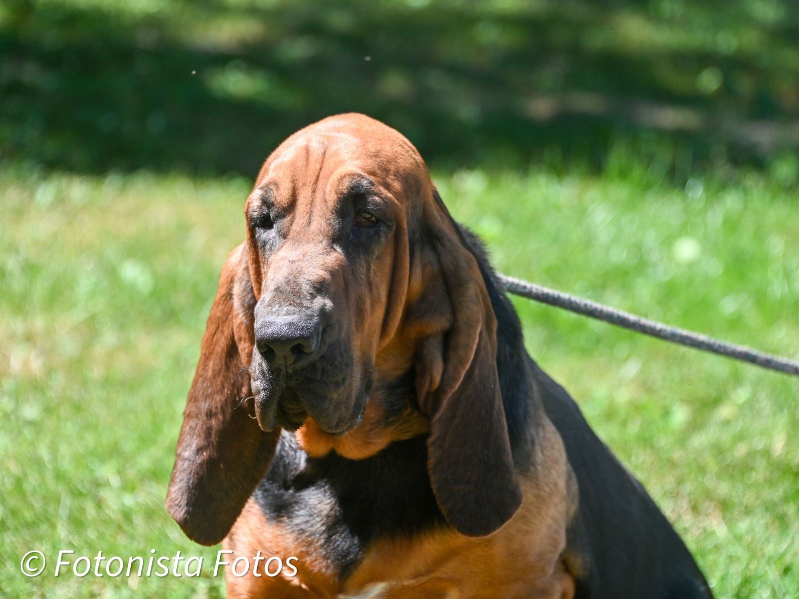 Cyclone best sale ridge bloodhounds