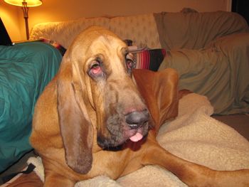 Gus sticking his tongue out after the towel was taken away! 9/26/13
