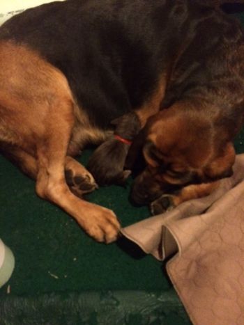 Delivery has begun - puppy #1 a liver/tan male  10/11/15

