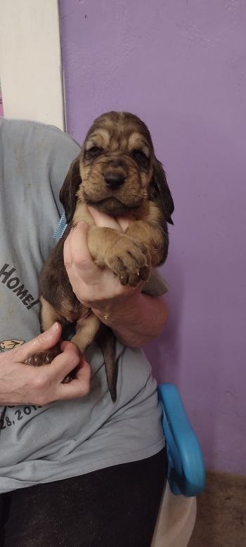 Blue Ribbon Female 3 weeks 9/20/21
