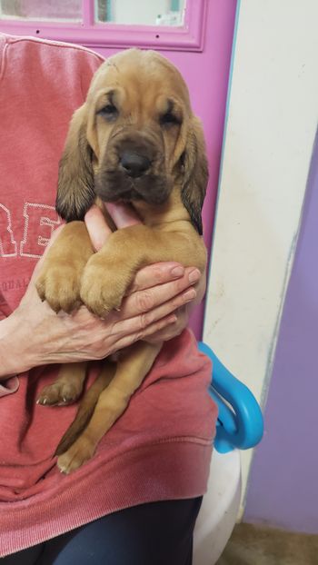 Purple Ribbon female 5 weeks 12/20/20
