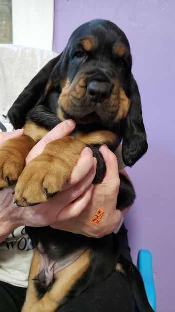 Black/tan male 5 weeks
