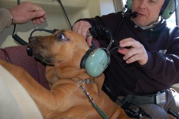 getting the headset put on to protect her ears! 3/12
