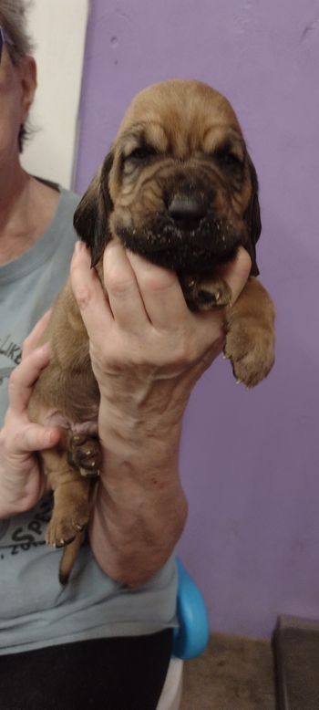 Orange Dot Male 5 weeks 10/4/21
