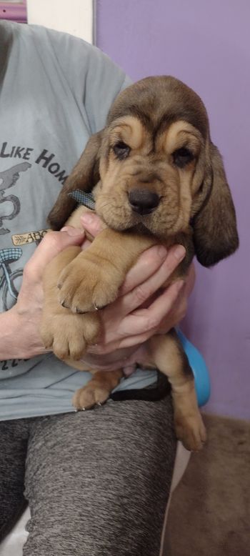 Blue Ribbon Female 5 weeks 10/4/21
