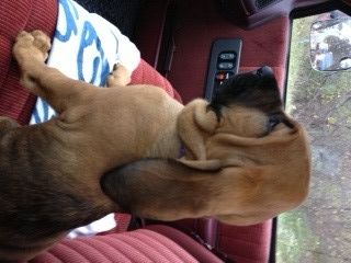 Betsy Lou on her first truck ride into the woods! 10/30/12
