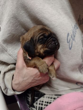 Red herringbone male 1 week 2/11/22
