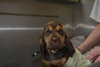 black dot female first bath 6/30/17
