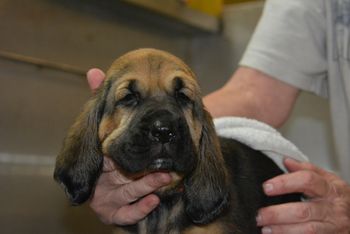 orange ribbon female first bath 6/30/17
