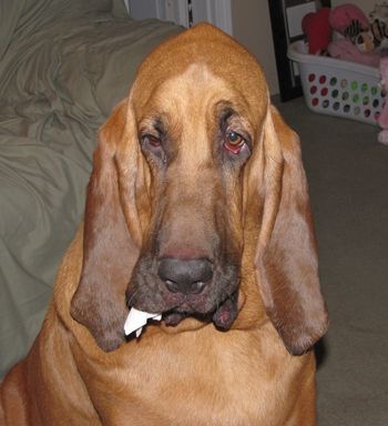 This is Gus!
9/26/13
Mom, you don't really see that paper towel in my mouth, you just think you do!
