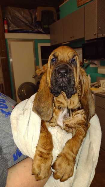 Orange Ribbon Male 6.5 weeks  1st bath 1/2/22
