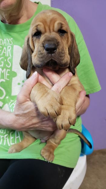 Flower Ribbon female 5 weeks 10/17/20
