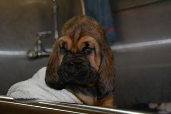 red ribbon female first bath 6/30/17
