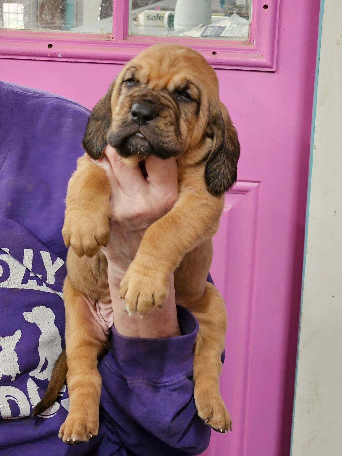 White ribbon female 4 weeks 11/25/23
