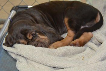 Purple ribbon male - so worn out after a morning outside playing and then a bath! 12/1/15
