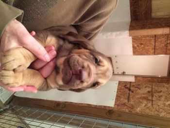 brown ribbon female 4 weeks

