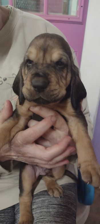 Red/white stripe male 4 weeks 9/27/21
