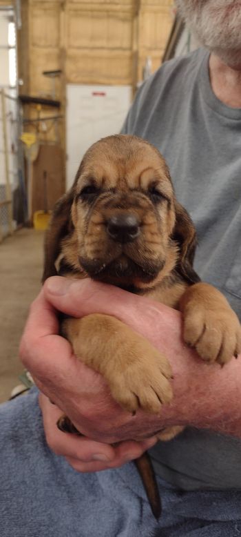 Pink female 4 weeks 061722
