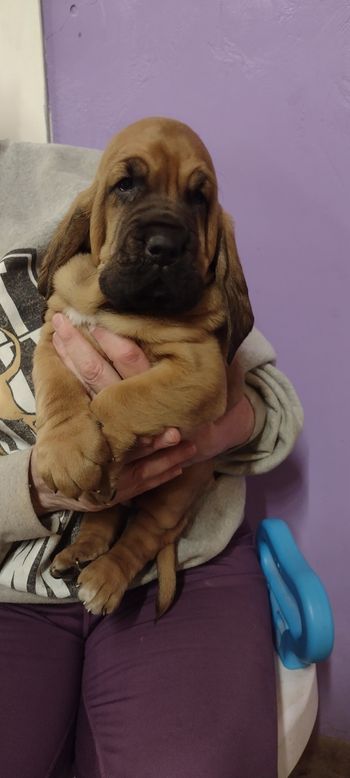 Orange ribbon male 4 weeks 12/19/21
