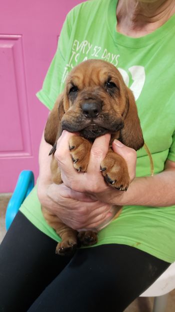 Yellow ribbon male 5 weeks 10/17/20
