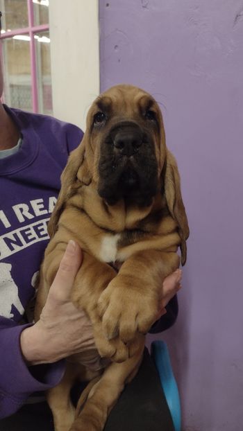 Orange ribbon male 6 weeks 12/29/21
