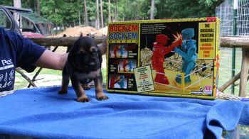 Orange Ribbon Male 4 weeks 7/1/16
