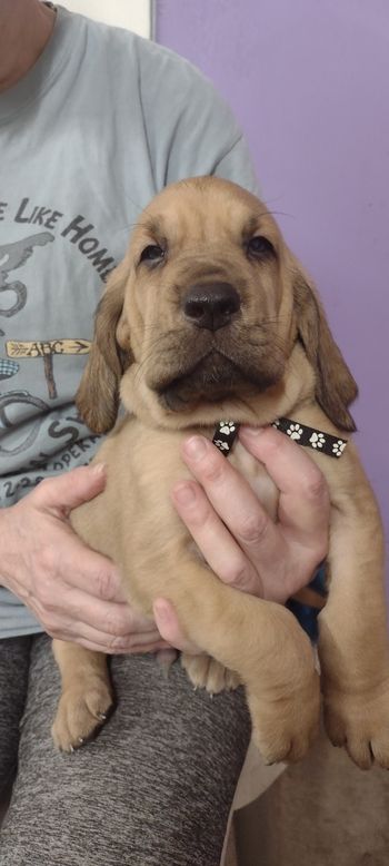 White Paws Male 5 weeks 10/4/21
