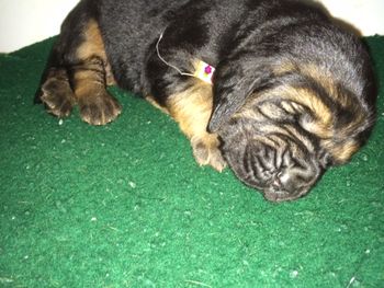 flower ribbon female 10/25/15
