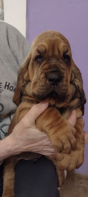 Purple ribbon male 5 weeks 12/22/21
