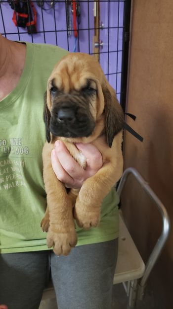 White Paw Male 4 weeks 9/9/20
