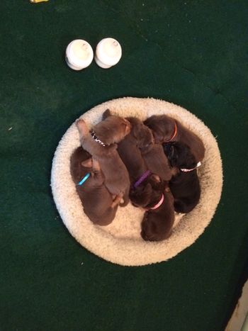 Overhead group shot at 1 week!10/18/15
