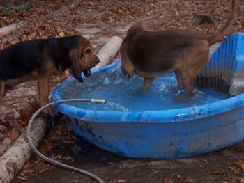 Hazel showing others what to do in the pool! 10/29/10
