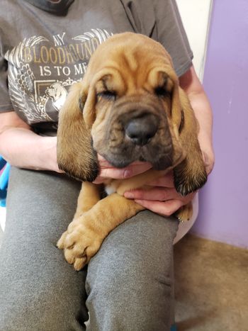 Brown Ribbon male 5 weeks
