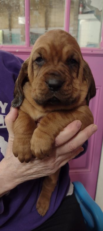 black herringbone female 4 weeks 02/18/23
