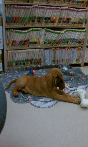 Ladybird has made herself at home at the Small Animal Hospital in Ft Myers! 10/1/12
