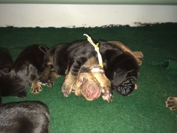 always better sleeping with your sibling to keep warm  6.8.16  5 days old
