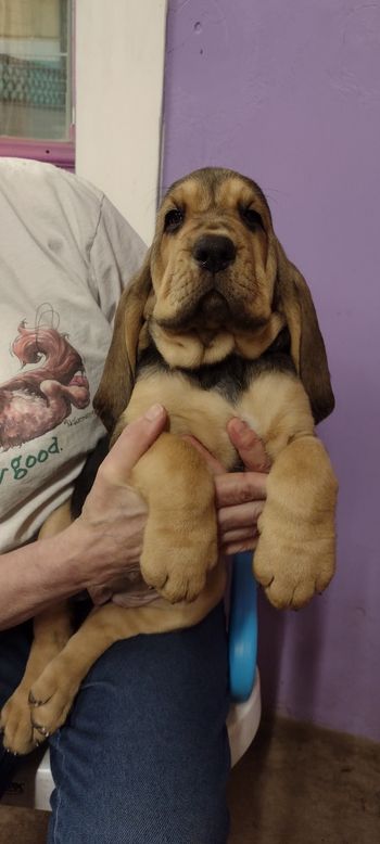 Blue Ribbon female 7 weeks 10/18/21
