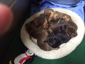 10/21/15 about to outgrow their little bed
