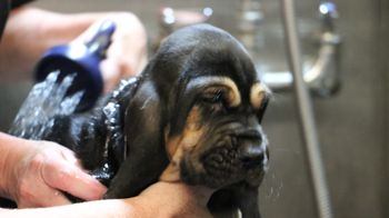bath day 6 weeks old
