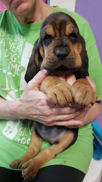 Blue Ribbon Female 6 weeks  10/24/20
