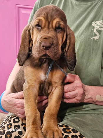 Blue Ribbon male 6 weeks 02/22/24
