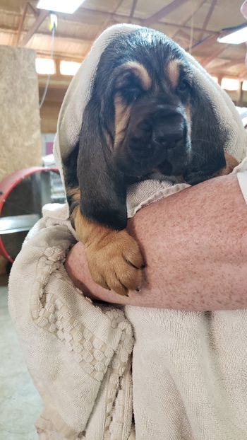 Green Ribbon male 6 weeks 1st bath 4/16/21
