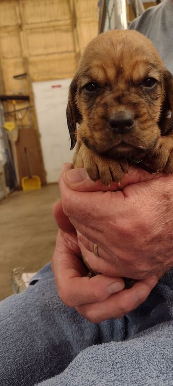 green brown male 4 weeks 061722
