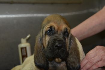 paisley ribbon male first bath 6/30/17
