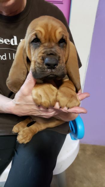 Yellow Ribbon Male 6 weeks 10/24/20
