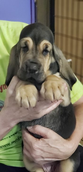 Look Beyond What You See, Rafiki (green w/flowers ribbon) female - Available 6 weeks 9/7/19
