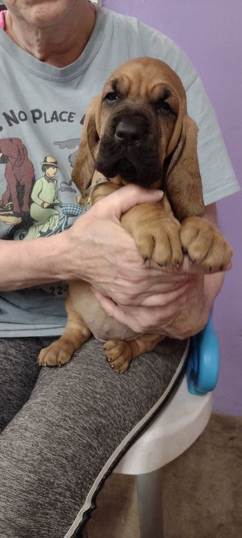 Black Paws Female 5 weeks 10/4/21
