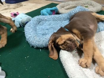 Blue Ribbon Female 7 weeks 11/28/15
