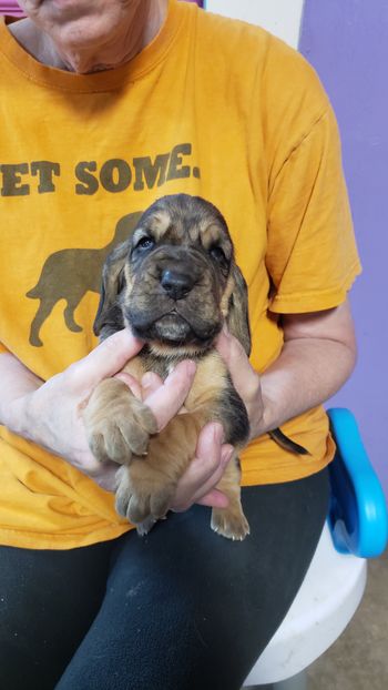 Red male 3 weeks 10/19/20
